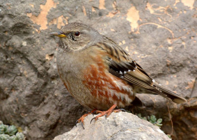 Alpenheggenmus