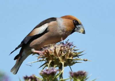 Appelvink
