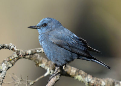 Blauwe rotslijster