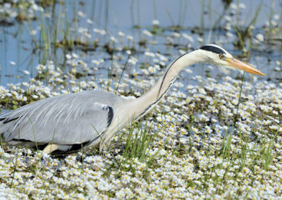 Blauwe reiger