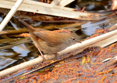 Cetti's zanger