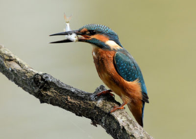 IJsvogel