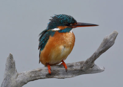 IJsvogel