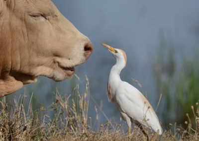 Koereiger