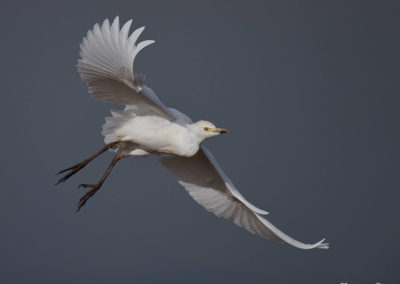 Koereiger