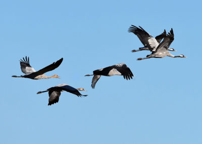 Kraanvogels