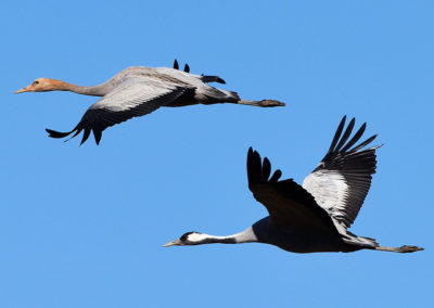 Kraanvogels