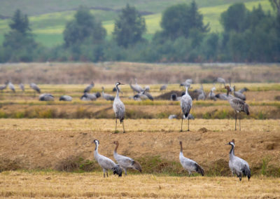 Kraanvogels op de rijstvelden
