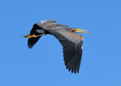 Purperreiger