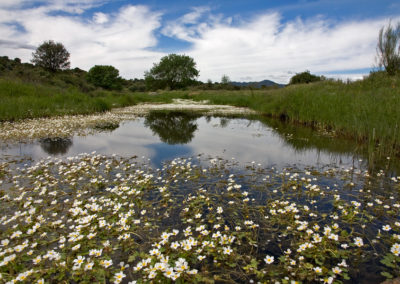 Río Alcollarín