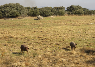 Iberico varkens