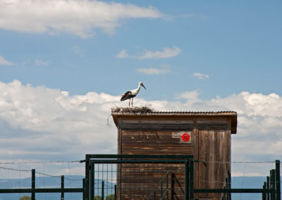Vogelhut bij Arrocampo