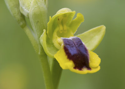 Gele spiegelorchis, Ophrys lutea