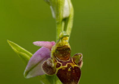 Sniporchis, Ophrys scolopax