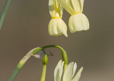 Bleke narcis, Narcissus triandrus pallidulus