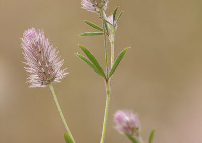 Hazepootje, Trifolium arvense L..