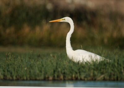grote zilverreiger