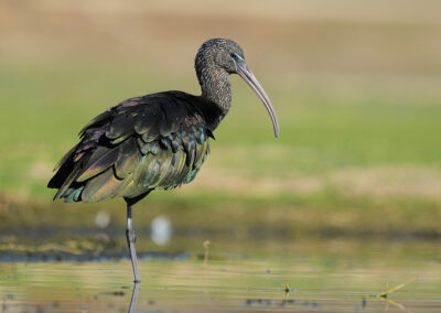 Zwarte ibis